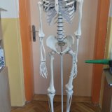 Učíme se o vlastní kostře